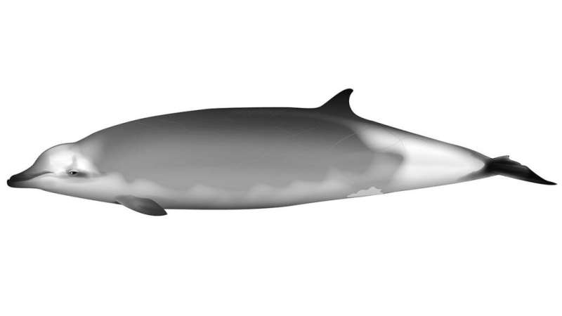 New whale species to be named after Mātauranga Māori whale expert