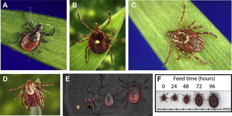 New Wilderness Medical Society guidelines may help reduce tick-borne illness