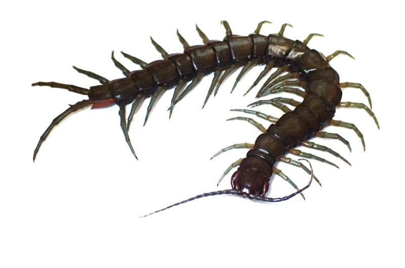 New amphibious centipede species discovered in Okinawa and Taiwan