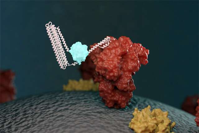 New biosensors quickly detect coronavirus proteins and antibodies