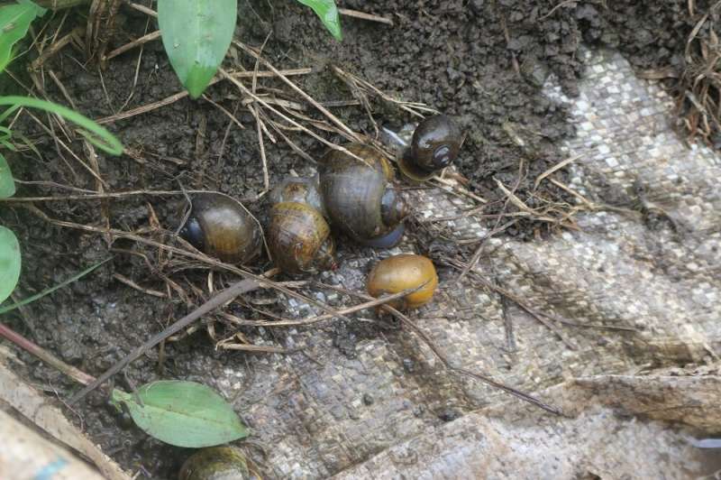 New CABI research confirms presence of highly invasive apple snail in Kenya