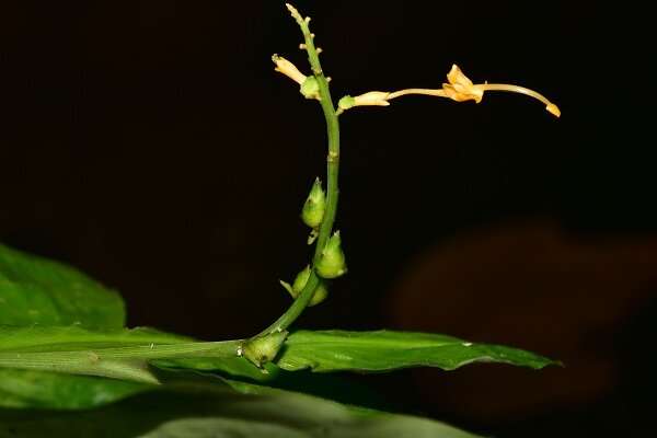 New dancing girl ginger species found in Yunnan, China