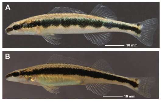 New fish species named in honor of UGA ecologists