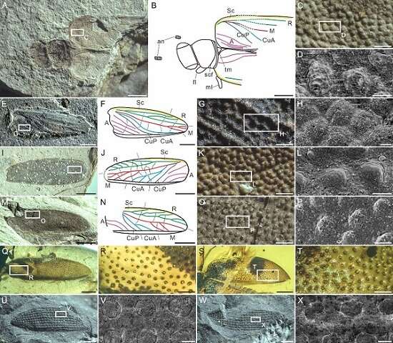 New fossils clarify systematic position of umenocoleidae