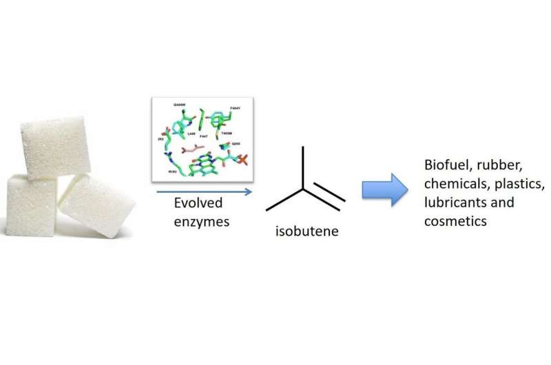 Newly developed evolved enzymes produce renewable isobutene