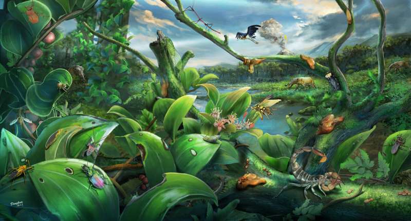Newly discovered miocene biome sheds light on rainforest evolution
