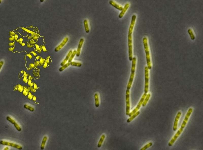 Newly discovered role for CTP in ensuring faithful cell division in bacteria