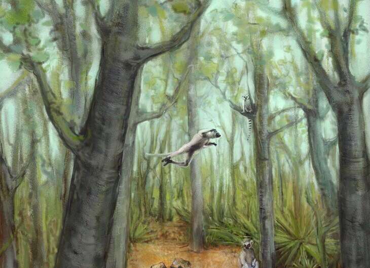 Newly sequenced genome of extinct giant lemur sheds light on animal's biology