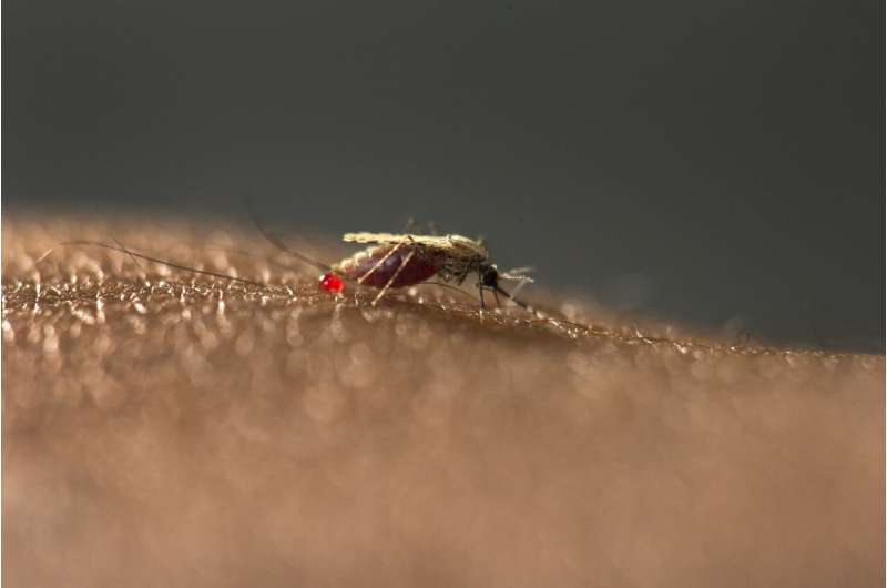 New malaria mosquito is emerging in African cities