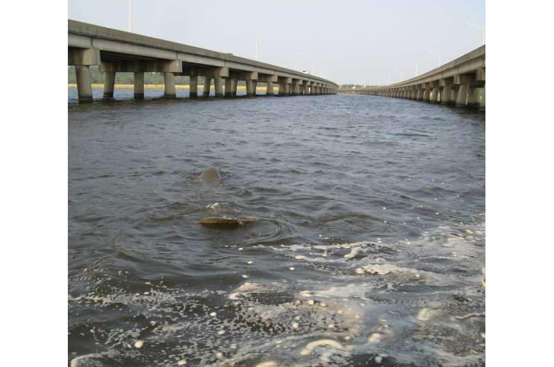 New paper explores possible effects of bridge construction on manatees