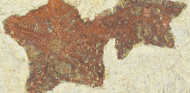 New starfish-like fossil reveals evolution in action