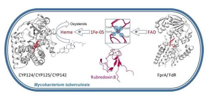 New study explains Mycobacterium tuberculosis high resistance to drugs and immunity