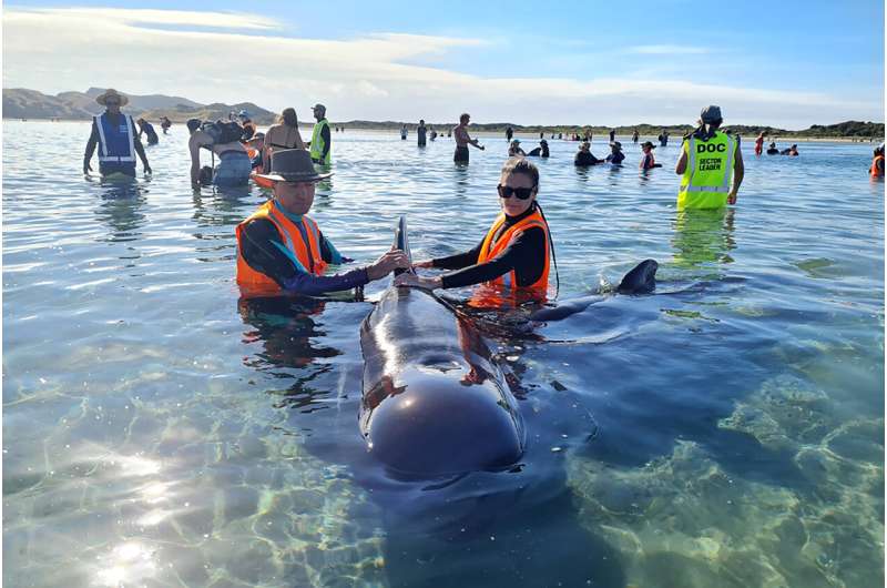 New Zealand volunteers refloat 28 whales in rescue effort