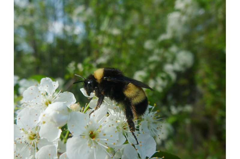 Next-generation sequencing uncovers what's stressing bumblebees