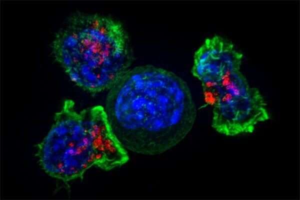 Next-generation T-cell therapeutics set sights on cancers, autoimmune disorders and more