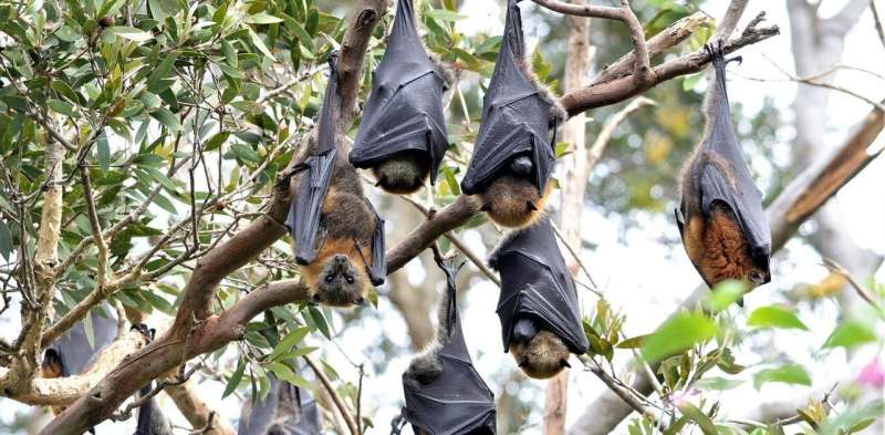 Nipah virus: could it cause the next pandemic?
