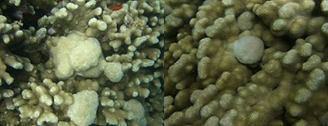Il NIST utilizza metodi per comprendere le basi molecolari delle malattie che colpiscono i coralli