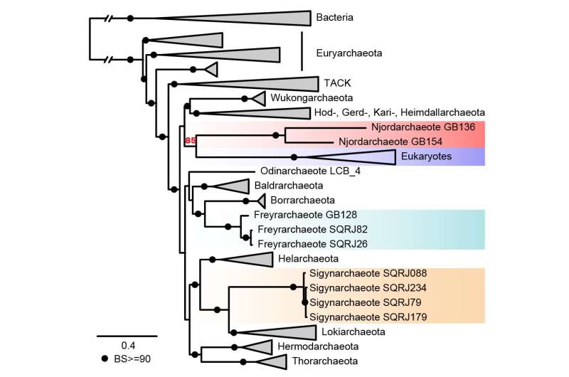 Njordarchaeota, a new candidate for a sister group to eukaryotes