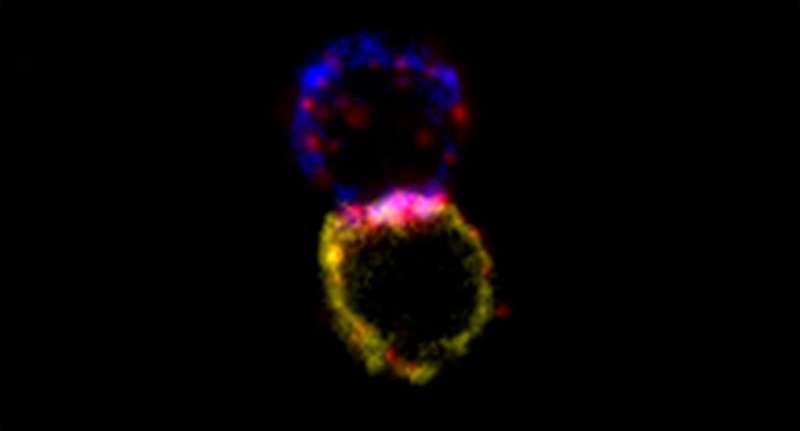 NK细胞对淋巴瘤细胞与双特异性抗体显示活动