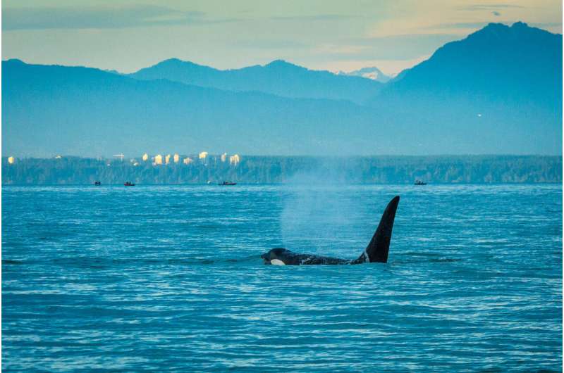 No apparent shortage of prey for southern resident killer whales in Canadian waters during summer