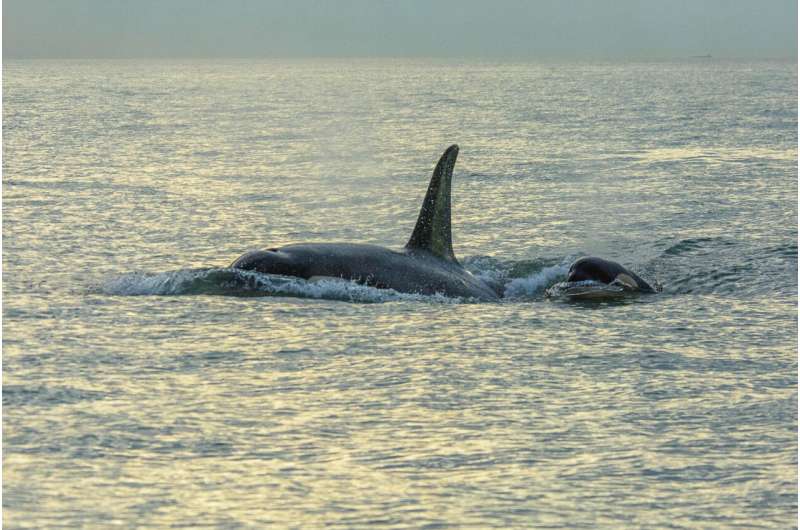 No apparent shortage of prey for southern resident killer whales in Canadian waters during summer