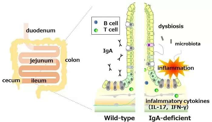 No immunoglobulin A leads to intestinal inflammation in mice