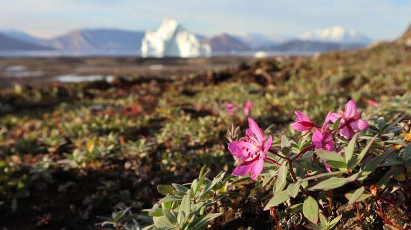 No insect crisis in the Arctic - yet