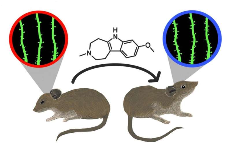 Non-hallucinogenic psychedelic analog reverses effects of stress in mouse study