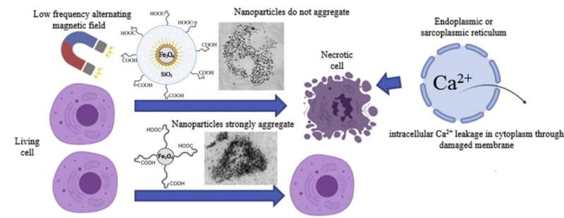 Non-Magnetic Shell Coating of Magnetic Nanoparticles as Key Factor for Cytotoxicity