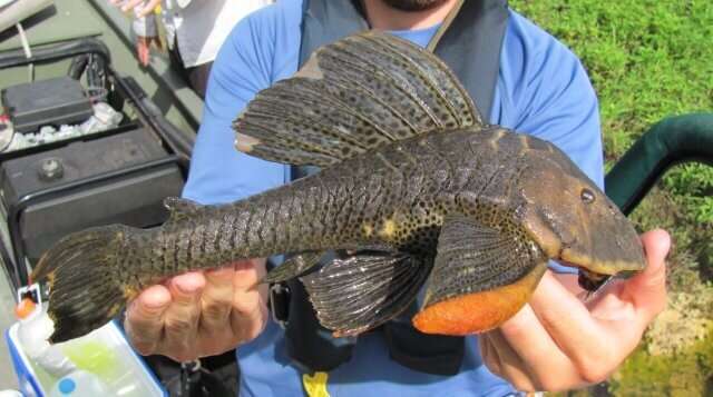 Nonnative fish released into lakes and rivers thrive in Florida, alter ecosystem