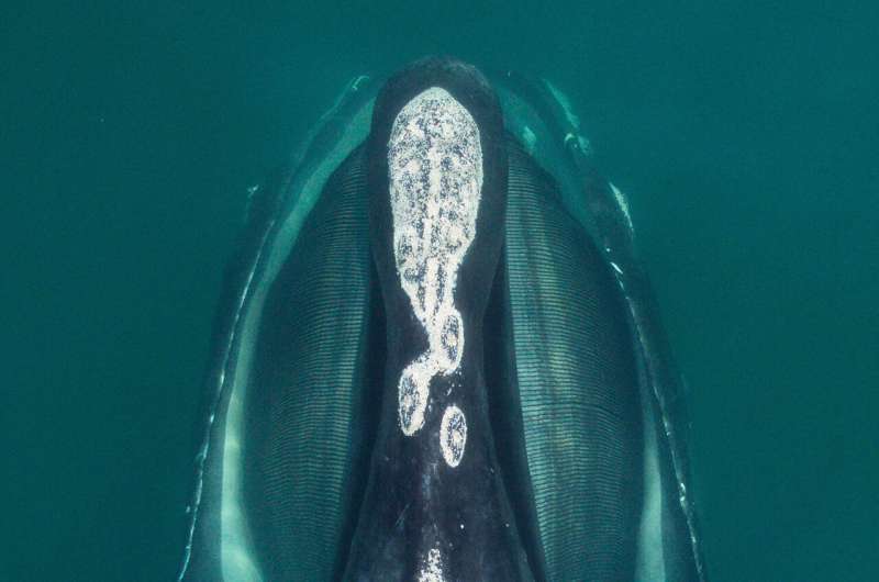 North Atlantic right whales have gotten smaller since the 1980s