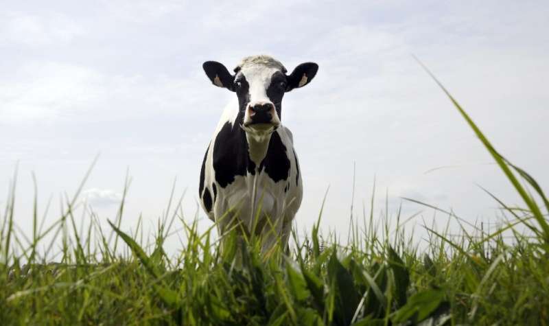 Not so innocent: Cows are major emmiters of methane, which contributes to runaway climate change