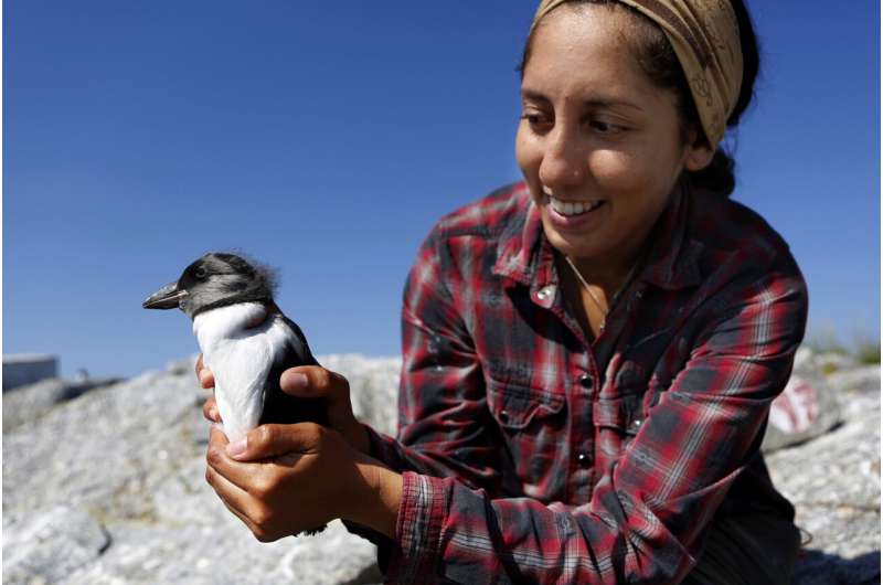 Nothing funny about bad year for Maine's clownish puffins