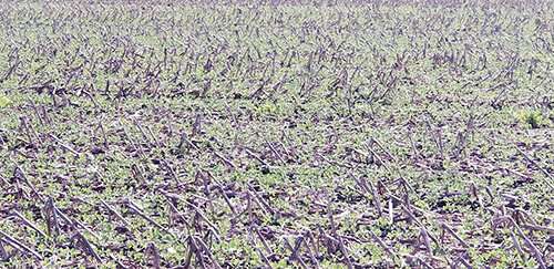No-till practices in vulnerable areas significantly reduce soil erosion