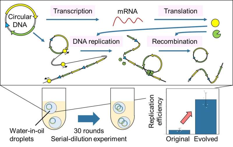Novel artificial genomic DNA can replicate and evolve outside the cell