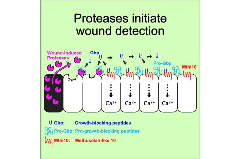 Novel discovery describes the mechanisms of wound detection in the body