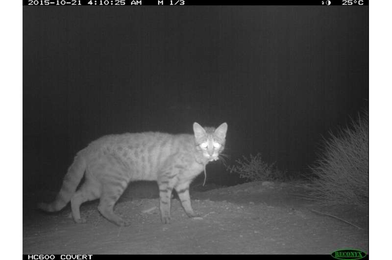 Novel implants to protect Australia's wildlife from feral cats