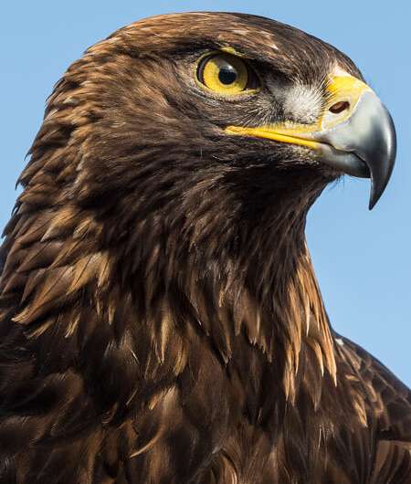 Novel modeling tool seeks insight into eagle flight at wind plants