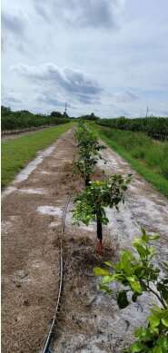 Novel Plantibodies Show Promise to Protect Citrus from Greening Disease