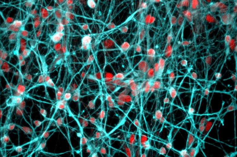 Novel research identifies gene targets of stress hormones in the brain