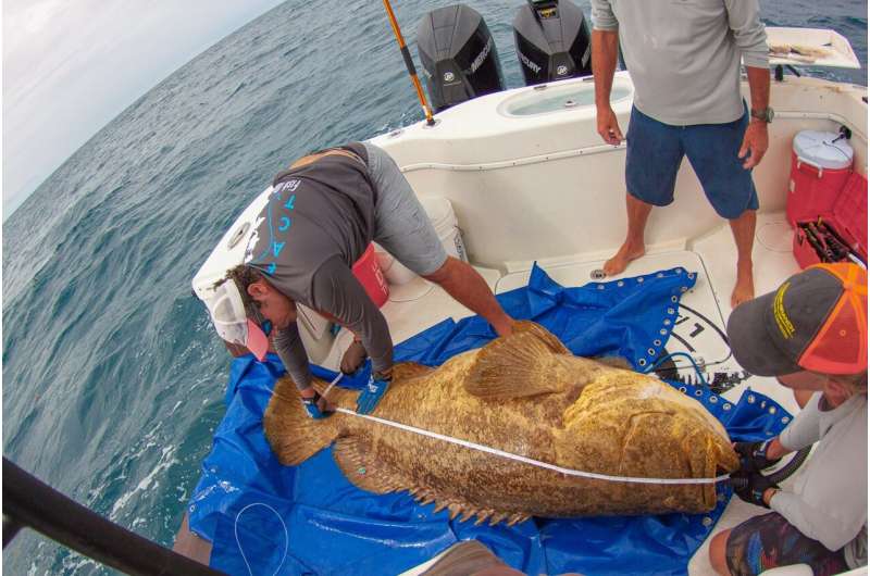 Novel tag provides first detailed look into goliath grouper behavior