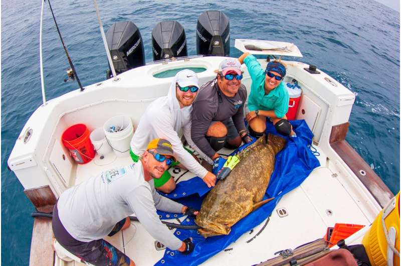 Novel tag provides first detailed look into goliath grouper behavior