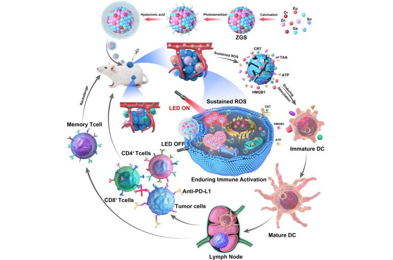 Novel targeted nano-immunostimulant for cancer immunotherapy developed