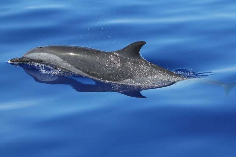 Now how did that get up there? New study sheds light on development and evolution of dolphin, whale blowholes