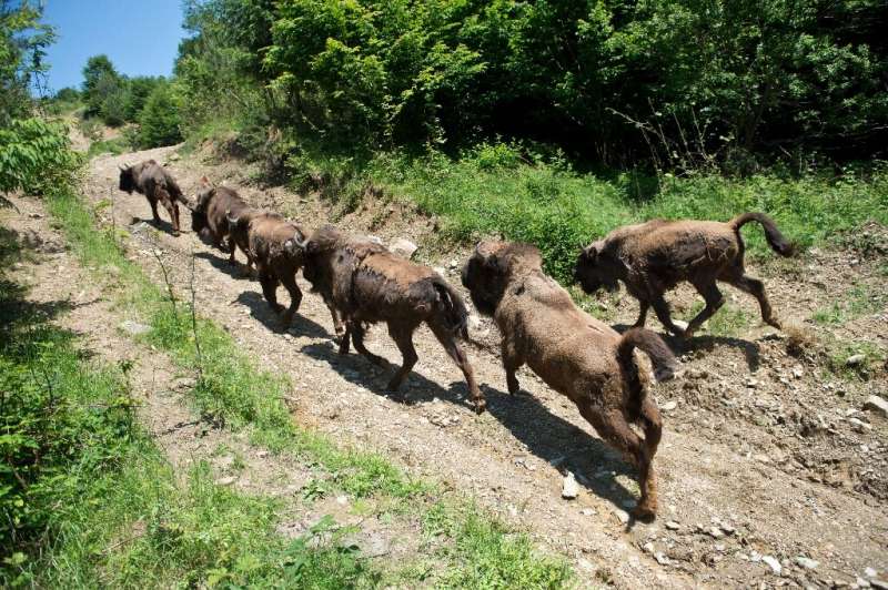 Astăzi, aproximativ 6.000 de zimbri, cel mai mare mamifer din Europa și un văr îndepărtat al bizonului american, se găsesc pe continent.