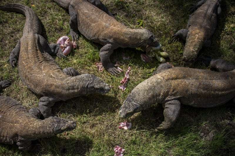 Nowhere to run: Komodo dragons have a limited habitat
