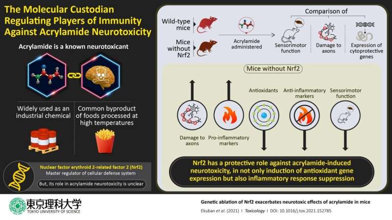 Nrf2: The custodian regulating oxidative stress and immunity against acrylamide toxicity