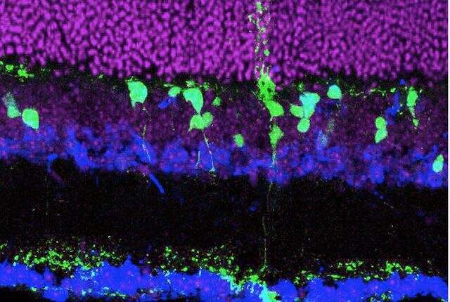 Nudging cells to repair damaged retinas