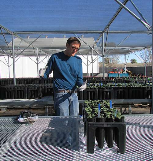 Nursery plants are plagued by a hidden water mold—plant pathologists have a solution