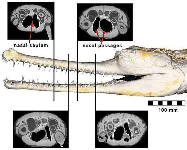 NYITCOM research finds nasal problem plagued long-nosed crocodile relatives